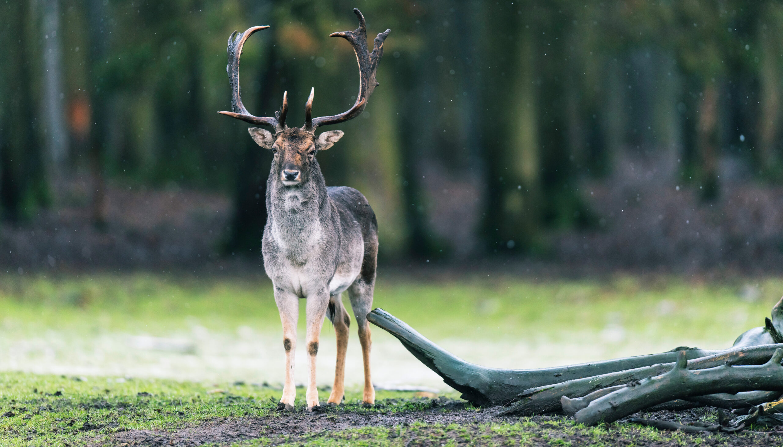 Fallow deer buck (dama dama) standing in meadow during snowfall. - WeLoveGolfTravel